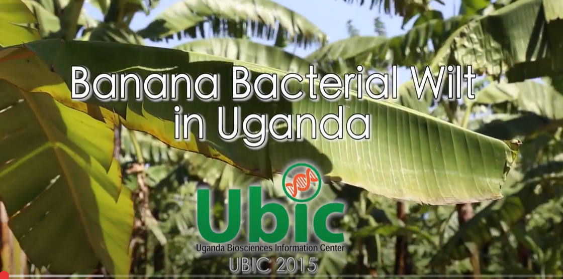 FIghting Banana Bacterial Wilt in Uganda